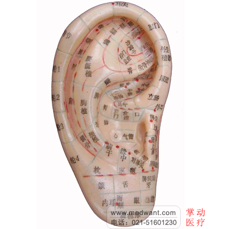 上海經絡通 耳穴模型 針灸耳模型 13cm